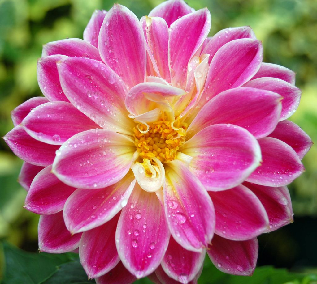 4 beautiful flower wallpaper hd saxyman 1024x919